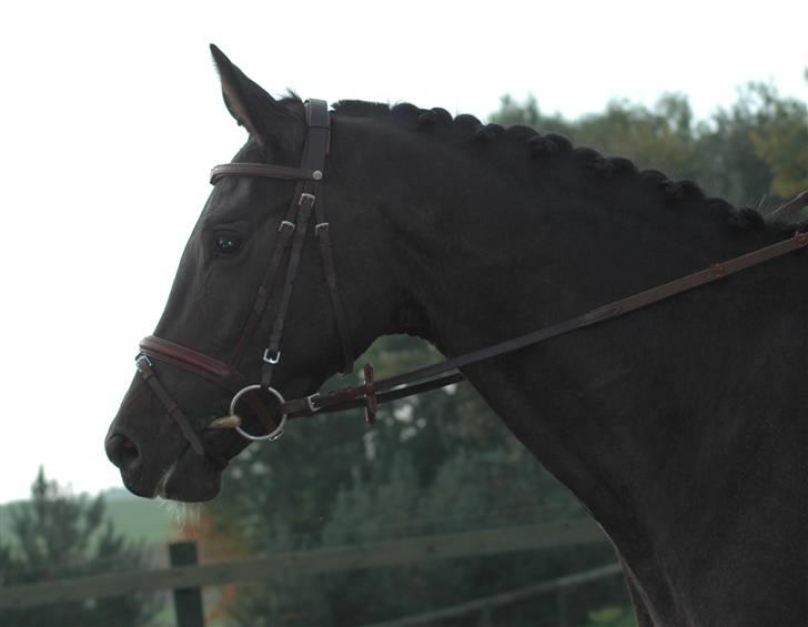 Dansk Varmblod Vejlgårds Casco - 28/9-08  billede 10