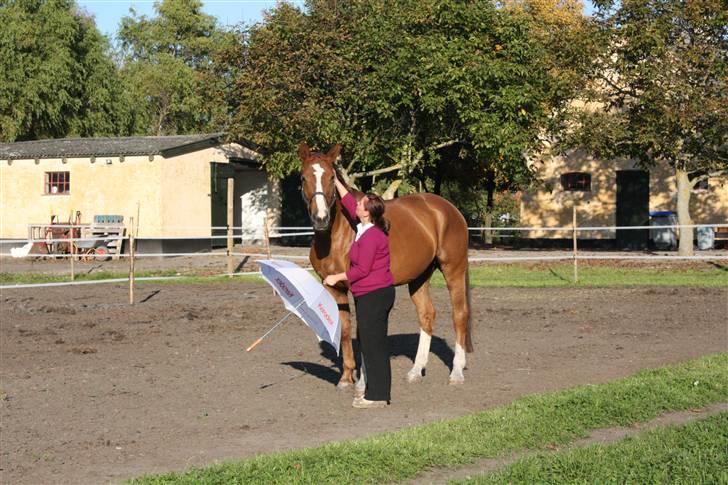 Hannoveraner Wandolf R.I.P billede 5