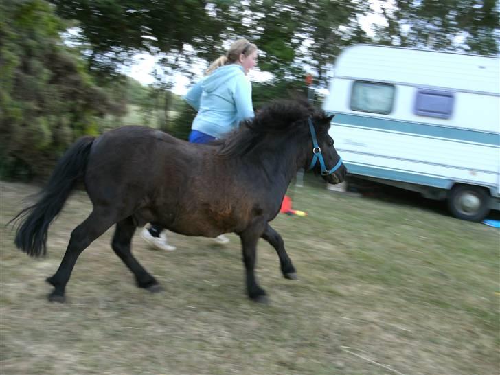 Shetlænder Børge "den sorte" :) billede 15