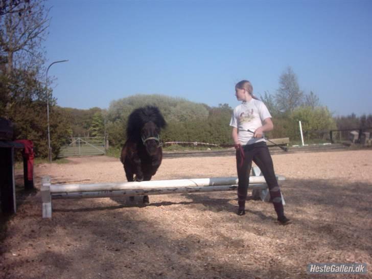 Shetlænder Børge "den sorte" :) billede 16