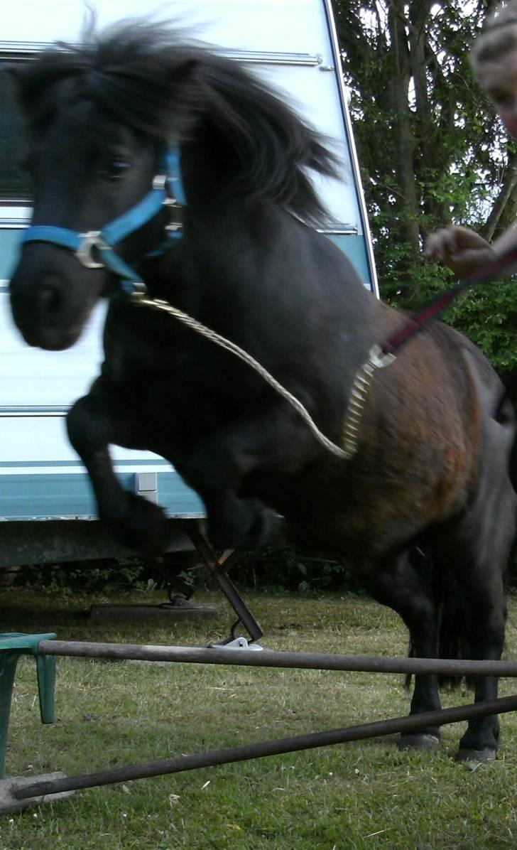 Shetlænder Børge "den sorte" :) billede 17