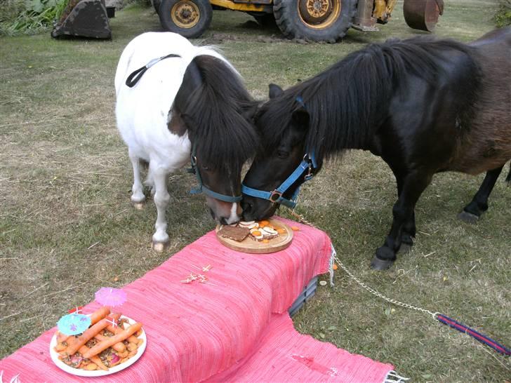 Shetlænder Børge "den sorte" :) - det var bøge´s fødselsdag og det skulle da fejres ;D billede 18