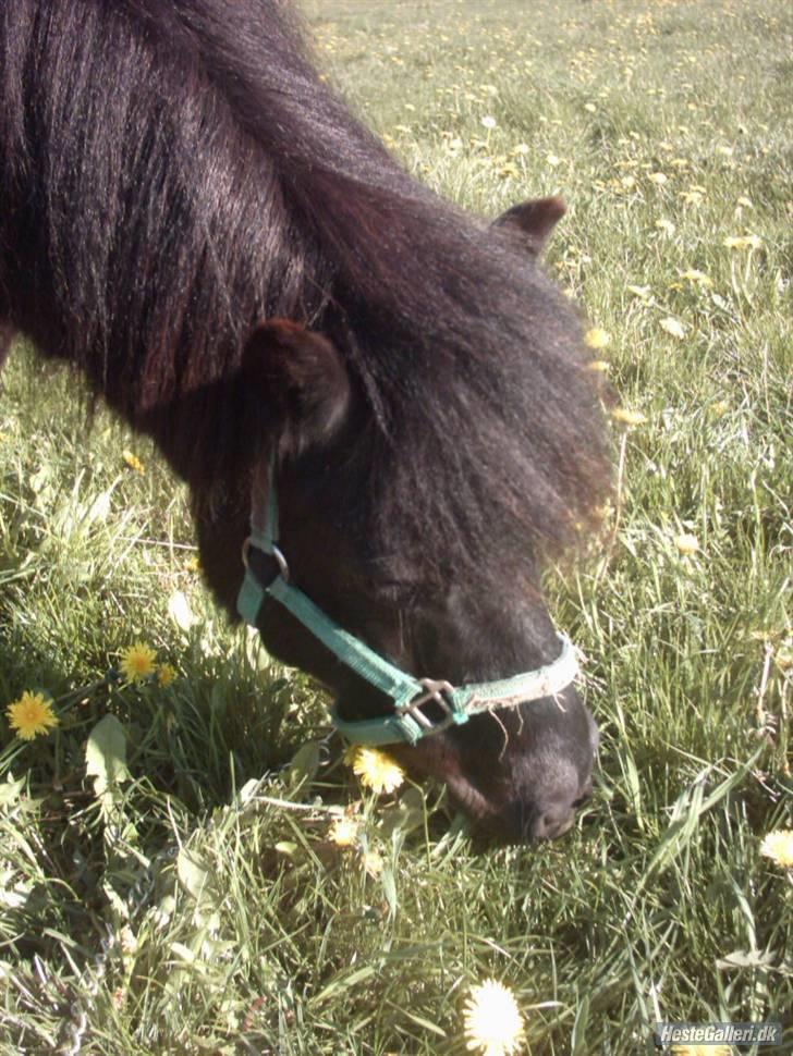 Shetlænder Børge "den sorte" :) billede 19