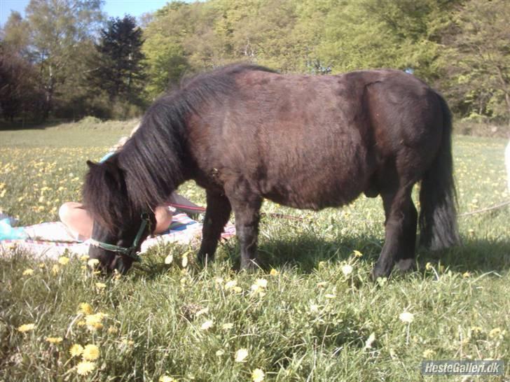 Shetlænder Børge "den sorte" :) billede 20