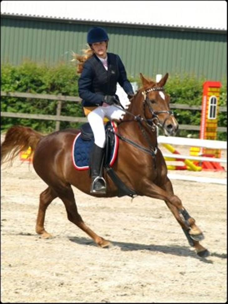 Hollandsk Sportspony Schadijkerhof's Tessa - Miin stjerne pony :´) <3  billede 10