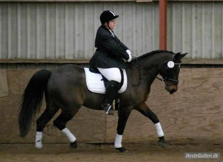 Anden særlig race Laban *Solgt* - Os i trav til stævne i Helle Rideklub den 22. marts 2009. Fotograf: Marianne billede 17