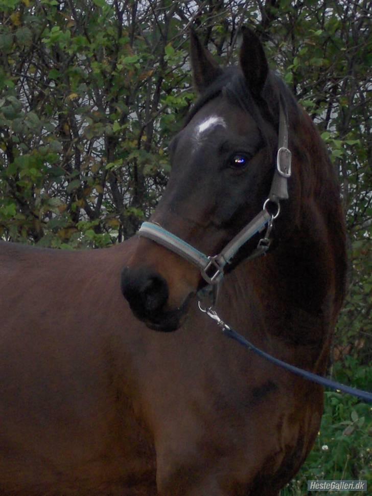 Anden særlig race Laban *Solgt* - Flotte Laban. Fotograf: min far billede 18