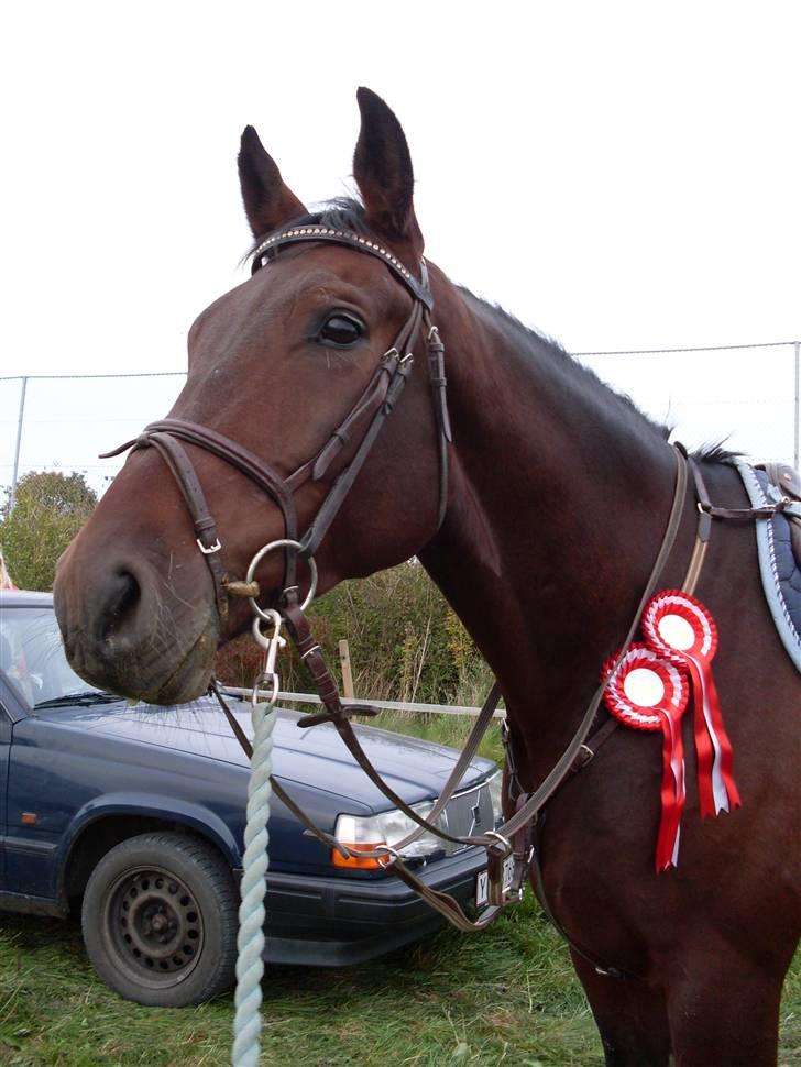 Oldenborg Thorup's Ulton - Årslev Sdr. Nærå d. 28/9-08, han var jo en stjerne <´3 billede 15