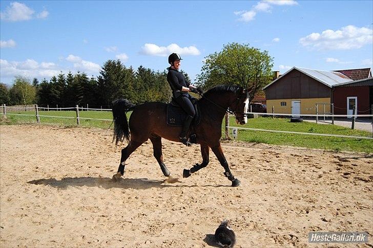 Dansk Varmblod Rigolo. - Min mor og Rigolo.       Sommer 2010                             Foto:Mig billede 10