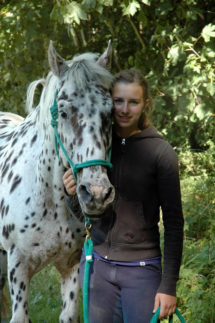 Knabstrupper Lion's Stip - MIN <3 sommer ´10 Taget af Mulle billede 9