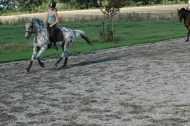 Knabstrupper Lion's Stip - Taget af Mulle billede 10