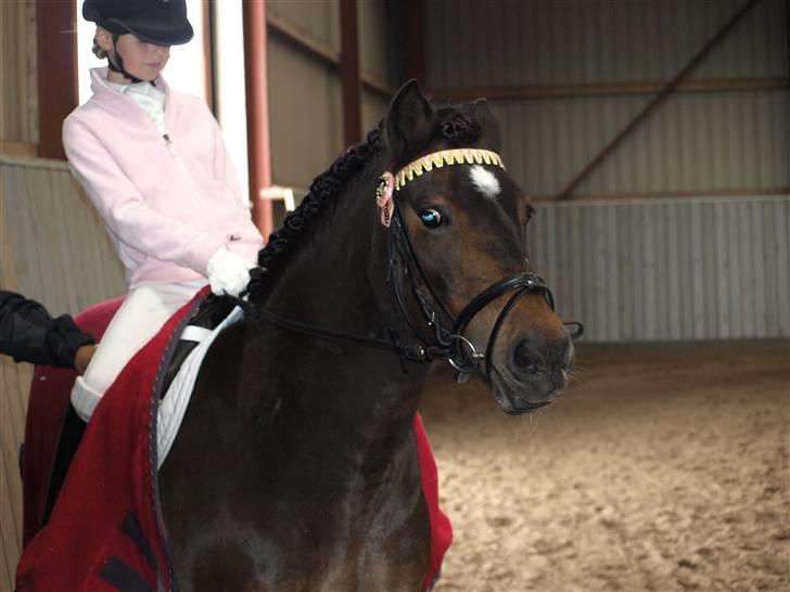 Dartmoor stjerne  - stævne i sindal d.27 hun red Lc3 & Lb1 Lc3 blev hun nr. 2 & Lb1 var første gang de red det og de vandt jo selvfølgelig<33 billede 7