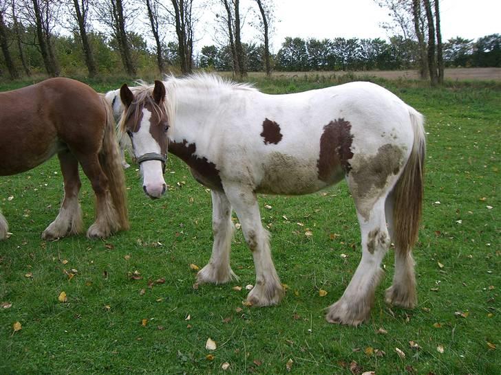Irish Cob Maja (solgt) - Billede fra d. 28/9 1 år og 14 dage, desværre har jeg ingen fødseldags billeder:)  billede 9