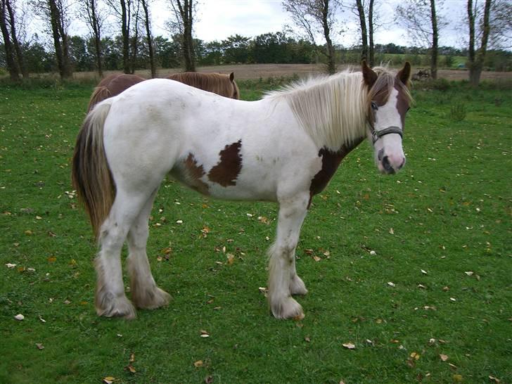Irish Cob Maja (solgt) - pæneste billede endnu taget af pænesen... også fra d. 28/9, billede 10