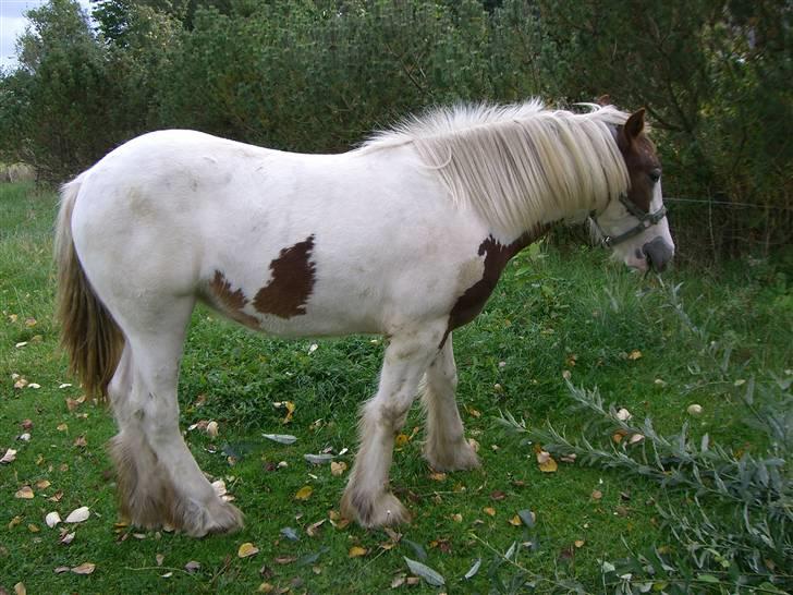 Irish Cob Maja (solgt) - 28/9- Har for første gang redt manen igennem fra ende til anden, var stort arbejde, men hun fandt sig pænt i det, Og der er meget man når nu dreadlocksne er blevet redt ud, er du gal... billede 11