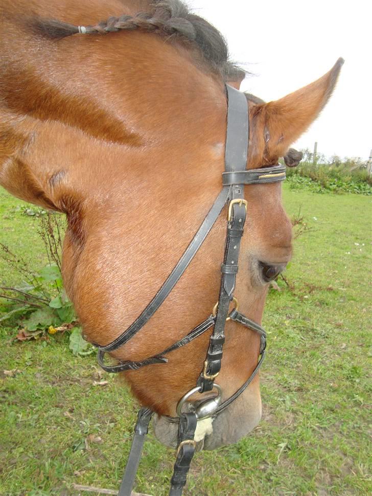 Anden særlig race Victoria billede 15