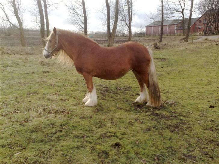 Irish Cob Miss Fire (solgt) - 27/2 2009. Misse står og viser mave, 2 mdr igen :) billede 11