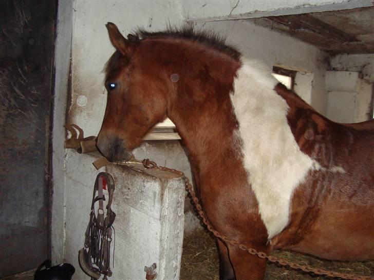 Anden særlig race Victoria billede 17