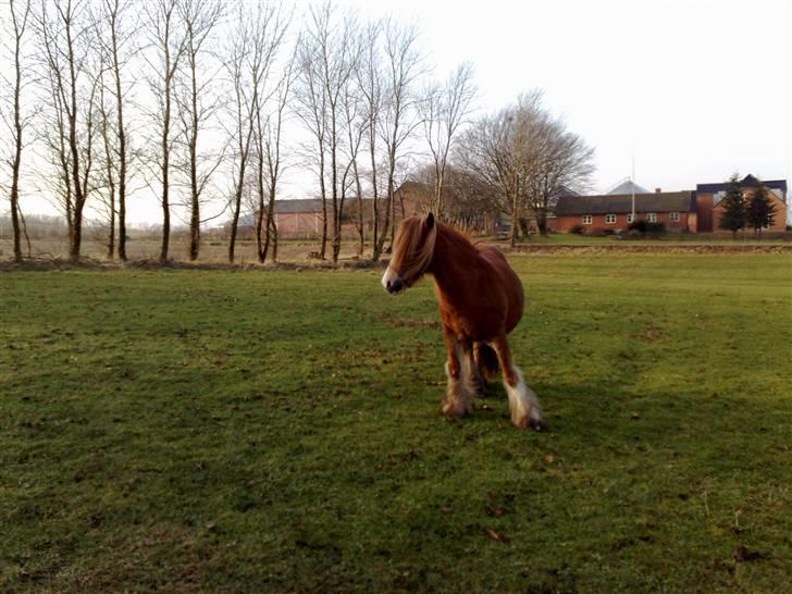 Irish Cob Miss Fire (solgt) - 11/1/2009. ´Lad mig komme væk, jeg magter ikke flere billeder!´ Men ejeren siger du skal!!! billede 12