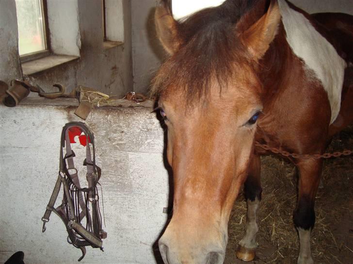 Anden særlig race Victoria - Skøre hyp:o) billede 18