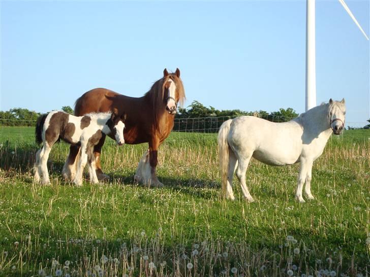 Irish Cob Miss Fire (solgt) - 24/6 Dejlig aften... Og følle er vokset helt vildt... billede 13