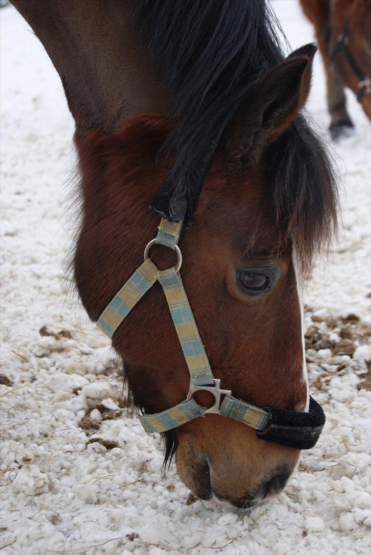 Anden særlig race Loke (elevhest) R.I.P - Mig og min lille Loke billede 3