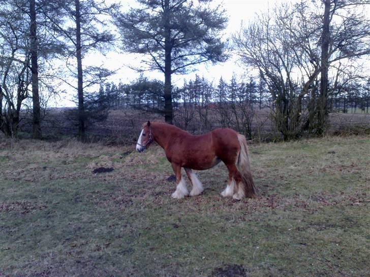 Irish Cob Miss Fire (solgt) - 27/2 2009. Så er 2 måneder til foling, og bassen er ved at have en ordentlig mave på... billede 14