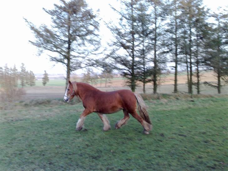 Irish Cob Miss Fire (solgt) - 11/1 2009... billede 15