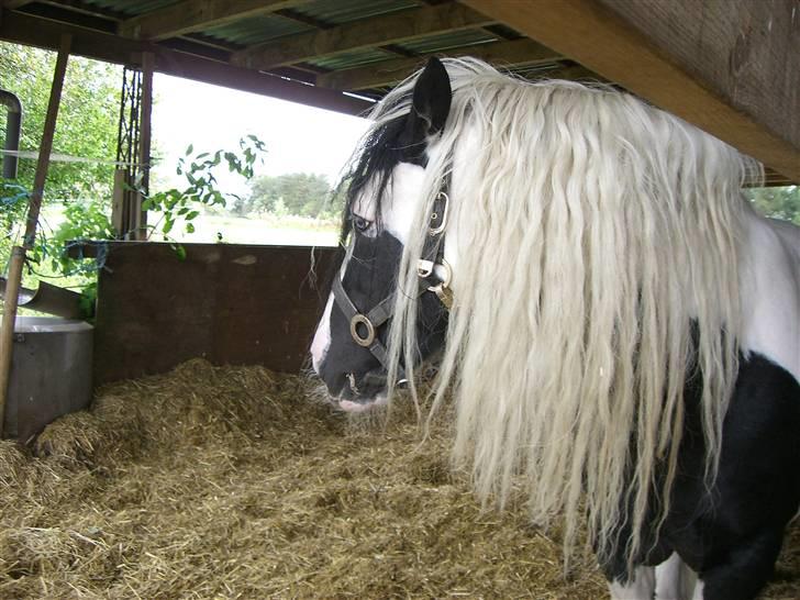 Irish Cob Miss Fire (solgt) - Far til føl 2008. Pæne blå øjne han har, vil ha en bytter hvis mit føl ikke får det samme:) billede 16