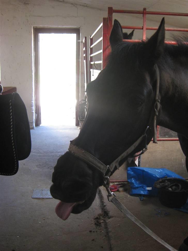 Anden særlig race Trinity C  - August 2008 billede 15