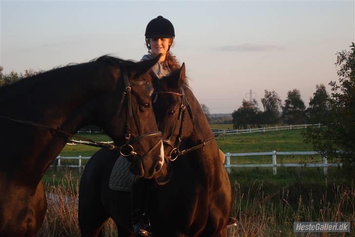 Anden særlig race Trinity C  - Lady rose og Trinity C på marken en gang i september 2008 billede 16