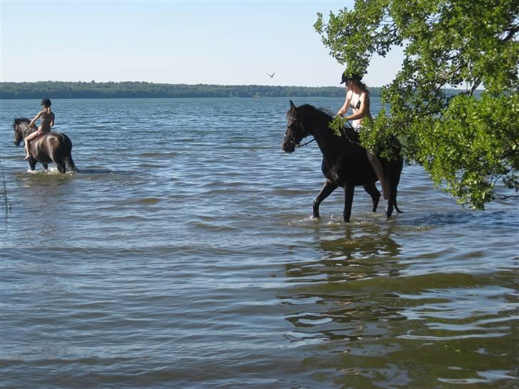 Anden særlig race Trinity C  - sommeren 08, esrum sø billede 17