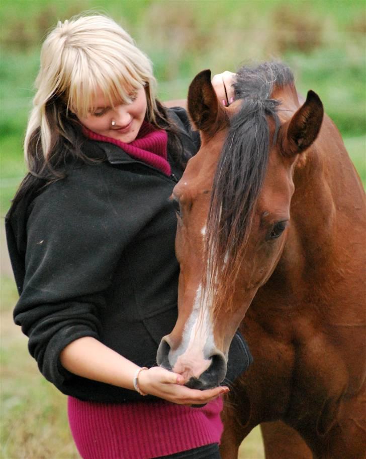 Arabisk fuldblod (OX) Cereniza billede 6