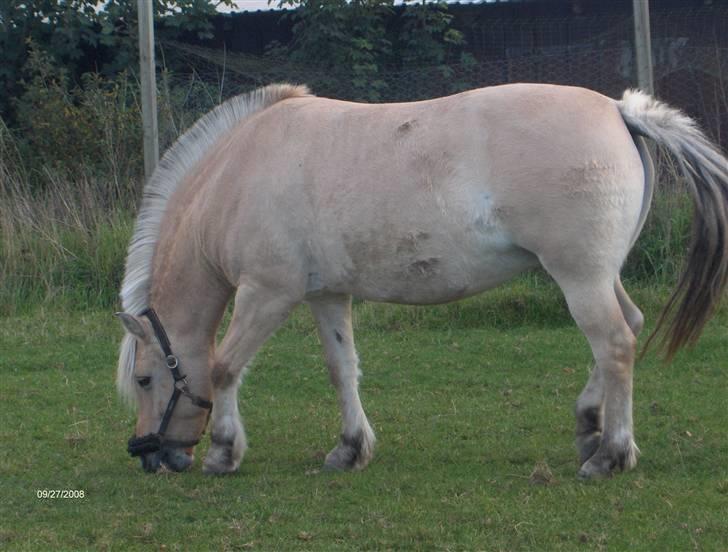 Fjordhest Polly R.I.P 2. Feb 2018 - Hehe, jeg er bare godt tyg;P der kan næsten ligge vand på ryggen:P men det bare dejligt:D elsker græs:D billede 11