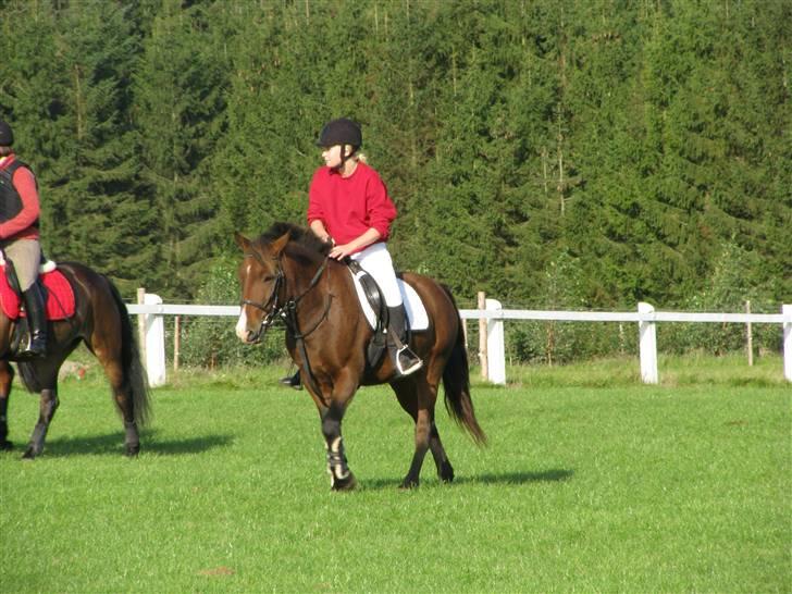 Anden særlig race Pinocchio SOLGT - Lige inden jagt i Gjern! billede 17