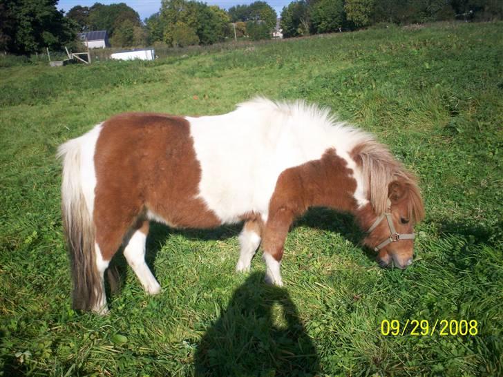 Shetlænder Freja (solgt) billede 8
