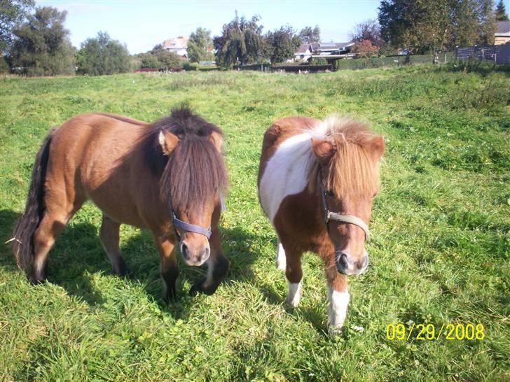 Shetlænder Freja (solgt) billede 9