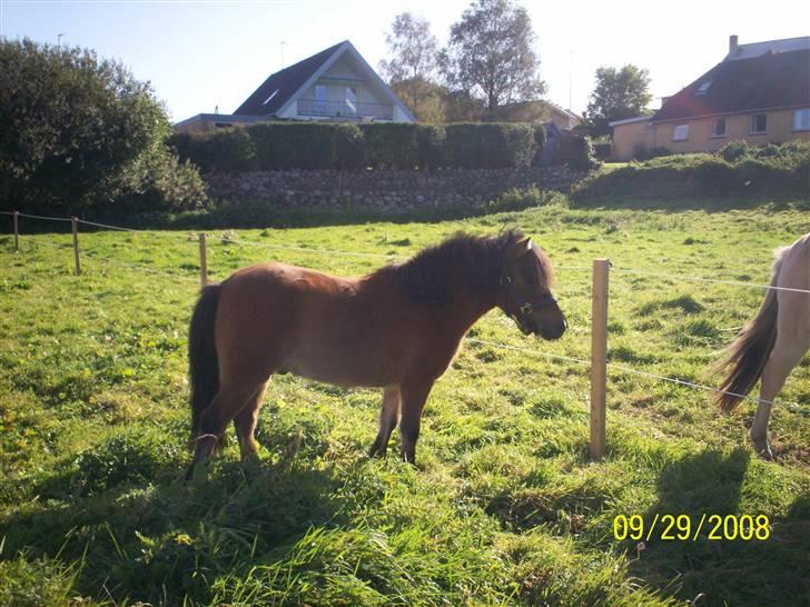 Anden særlig race Tino (solgt) billede 12