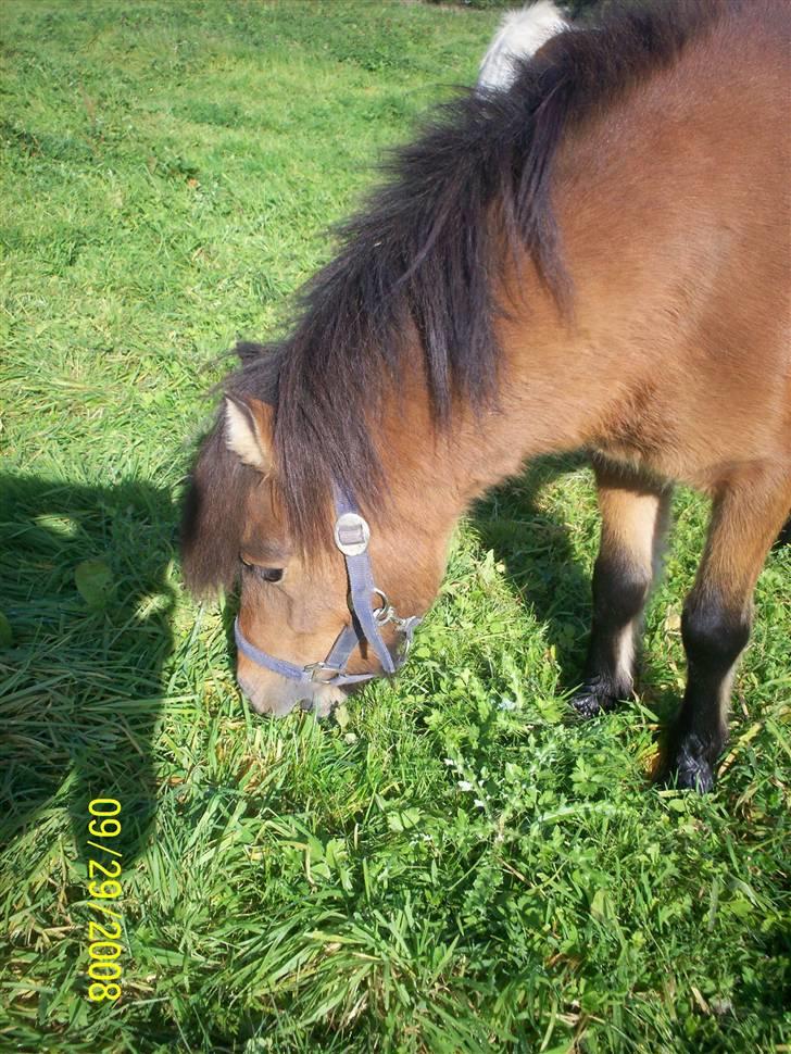 Anden særlig race Tino (solgt) billede 13