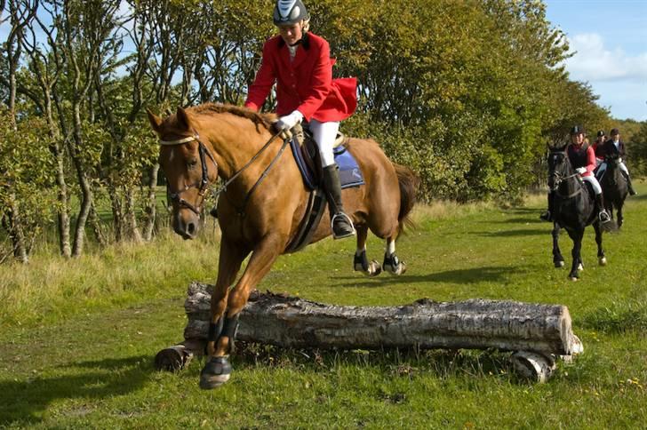 Belgisk varmblod Urano † - Til jagt 2008 billede 14