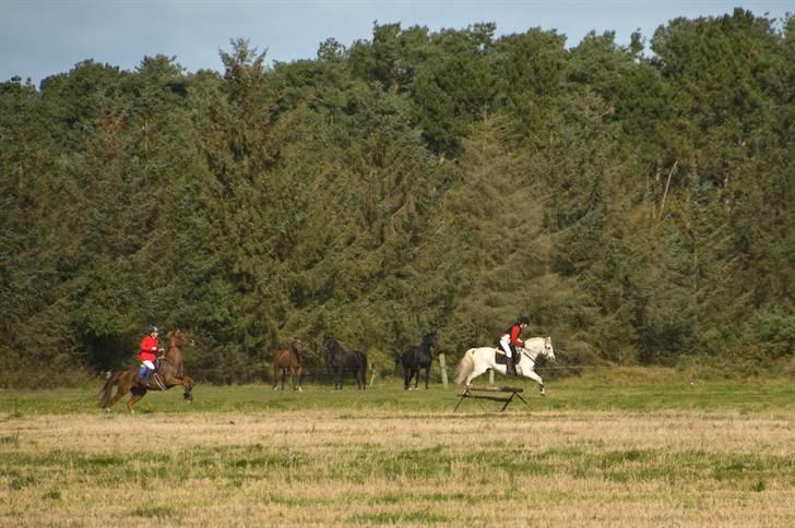 Belgisk varmblod Urano † - Jagt 08´. Han vil gerne fremad..:) billede 15