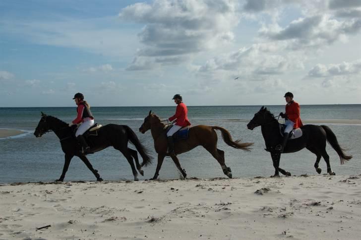 Belgisk varmblod Urano † - Jagt 08´.  billede 16