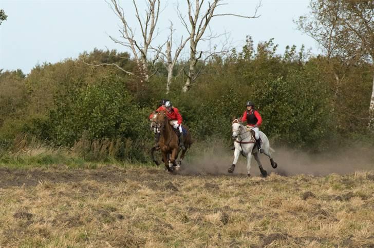 Belgisk varmblod Urano † - Jagt 08´ .  Opløbet.. billede 17