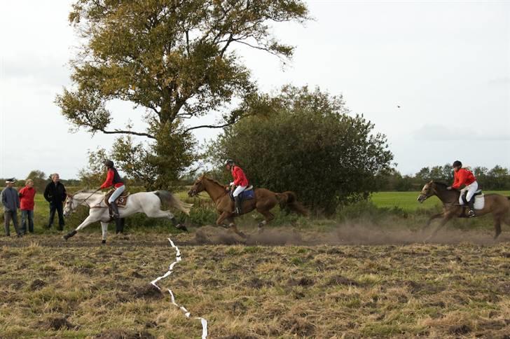 Belgisk varmblod Urano † - Jagt 08´ . Tabte vores første galopløb..:( :-D billede 18