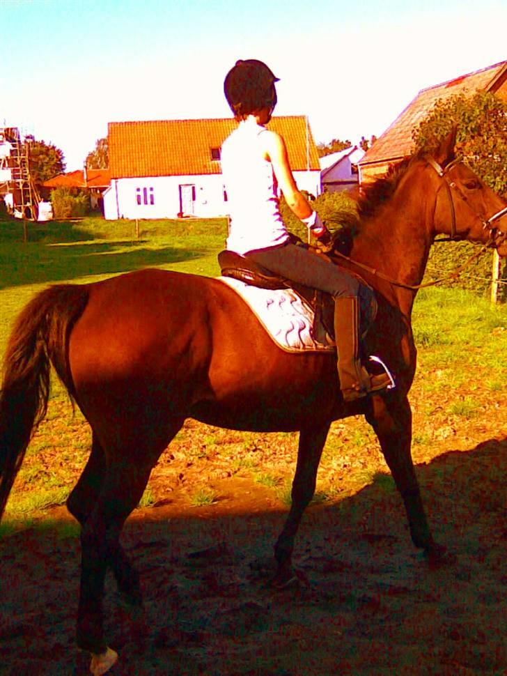 Anden særlig race Danny billede 1