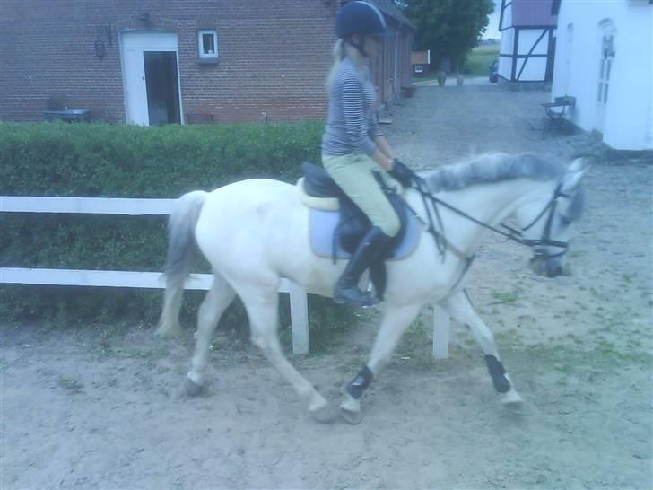 Anden særlig race Malu <33 billede 11