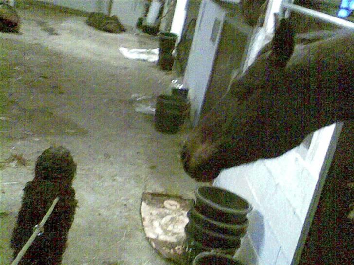 Anden særlig race Danny billede 3