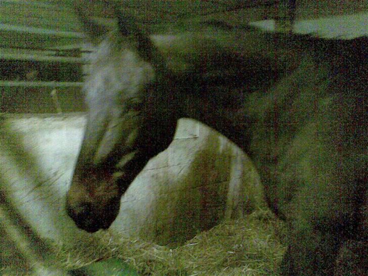 Anden særlig race Danny billede 4