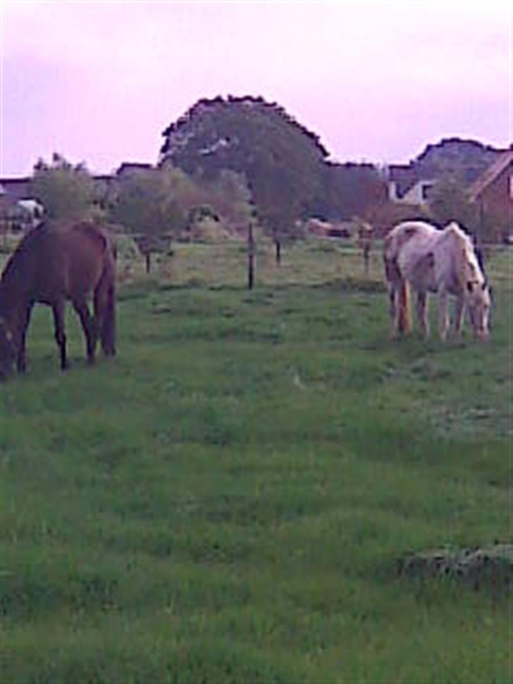 Anden særlig race Danny billede 5