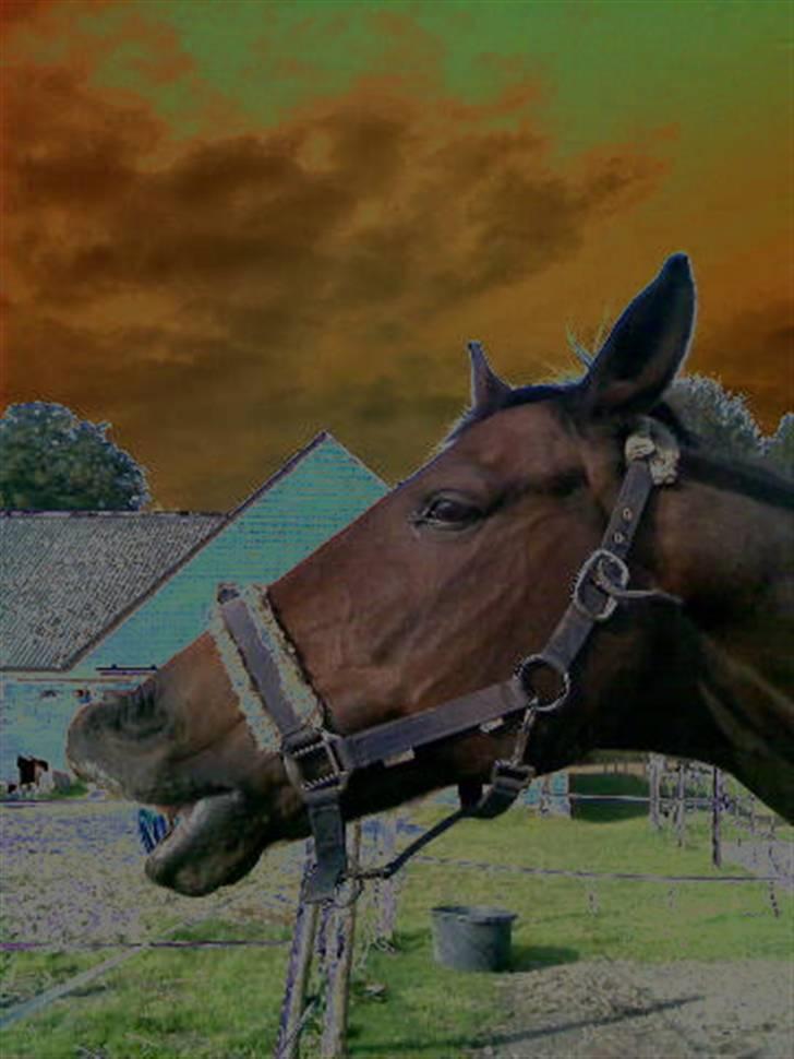 Anden særlig race Danny billede 6